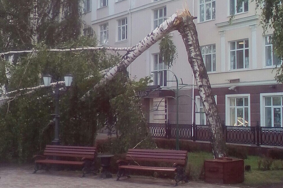 Сломалось дерево.jpg
