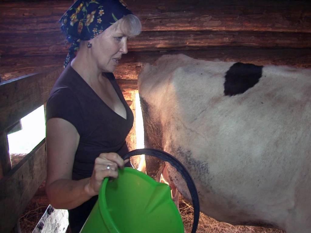 Анна собралась доить корову.jpg