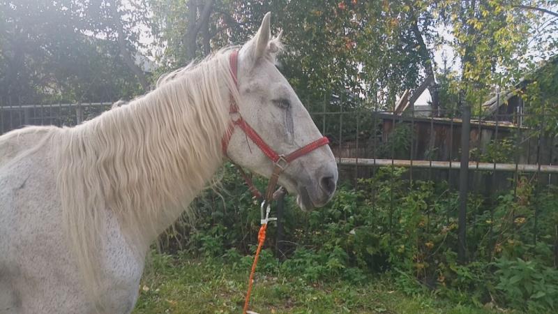 Белая лошадь теракт. Контактный зоопарк белая лошадь. Белая лошадь Киреевский. Белая лошадь Коростышев. Белая лошадь Кинель.