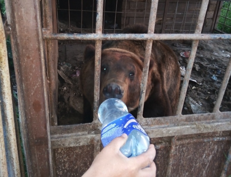 Подслушано чернушка последние новости вконтакте. Благотворительный фонд медведь Чернушка. Медведь в грязной воде.