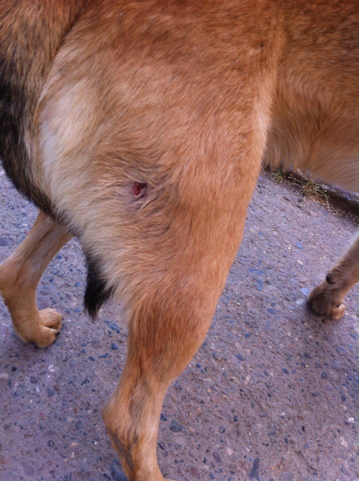 собака рана.jpg