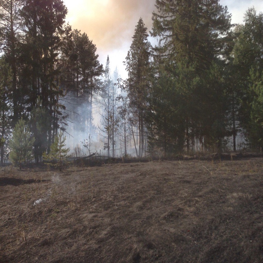 лес горит Порываев.jpg