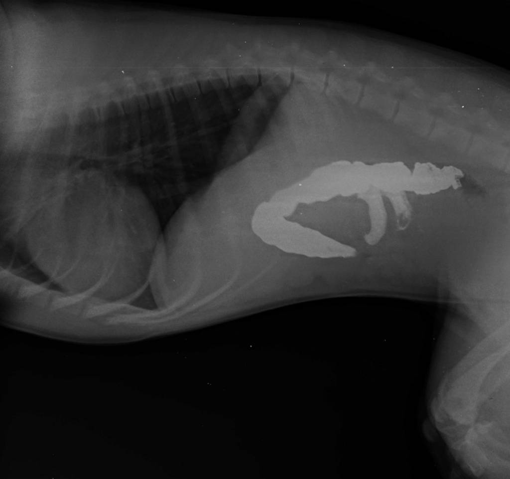Рентген собаки.jpg