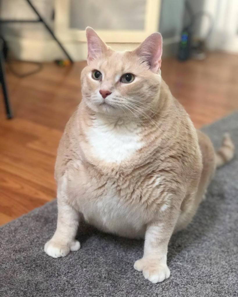 Пальца кота.jpg