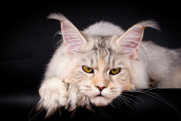 Самые необычные и экзотические породы кошек — список, характеристика и фото