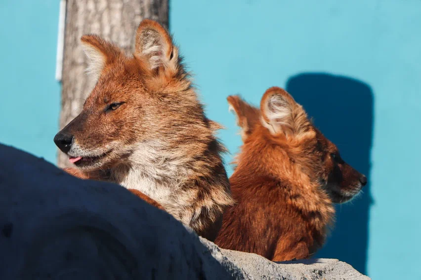 Фото: Пермский зоопарк