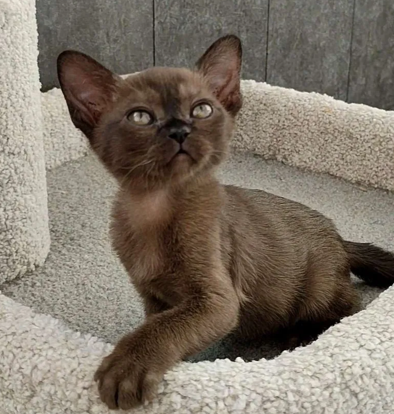 Фото: Авито