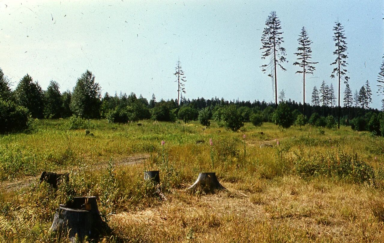 Территория парка Балатово, июнь 1987 года. Фото предоставлено Государственным архивом Пермского края