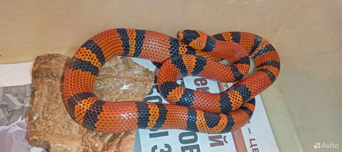 Фото: «Авито»