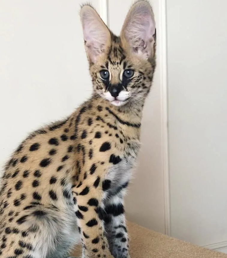 Фото: Авито