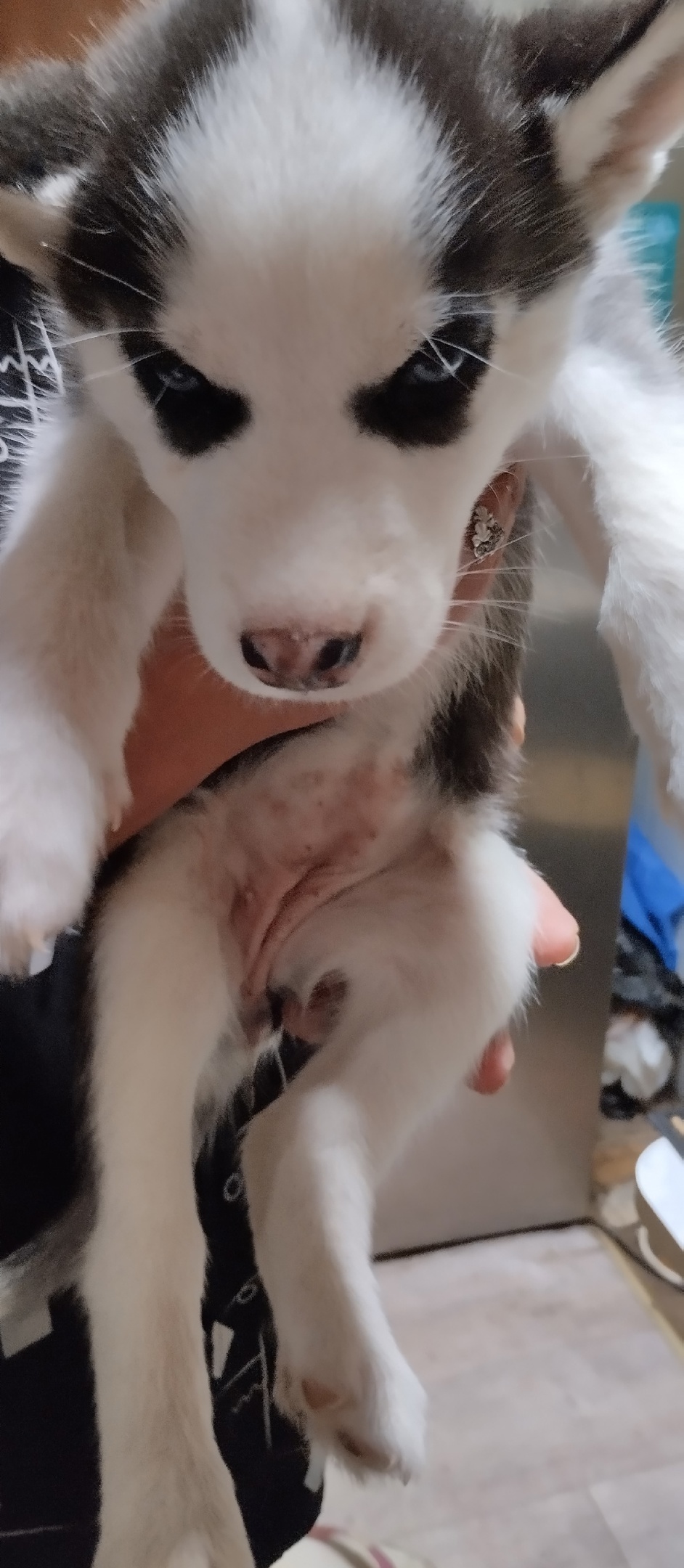 Фото: «ВКонтакте» / ЧП БЕРЕЗНИКИ !
