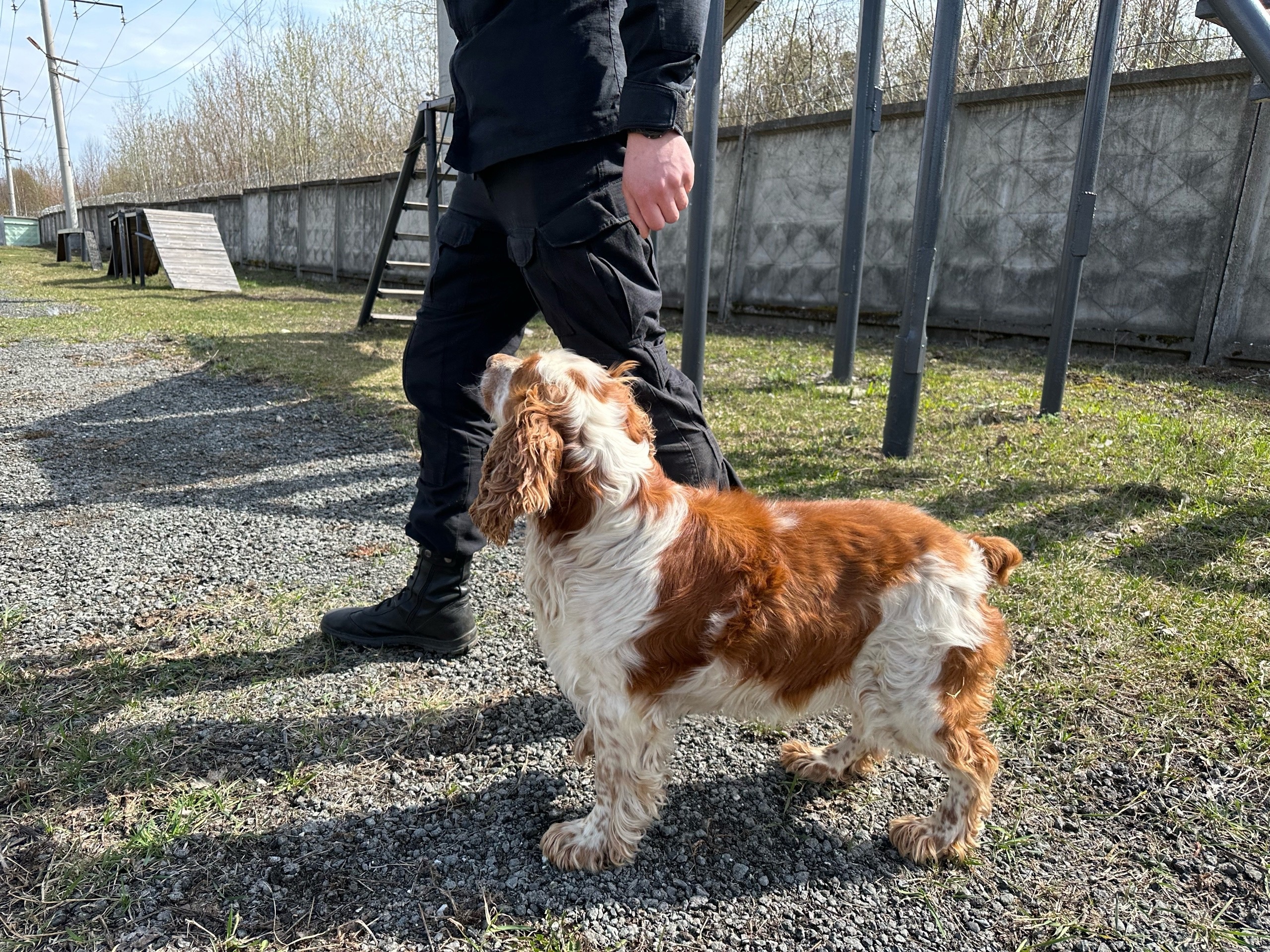 Всего в ОМОН «Парма» живут четыре собаки