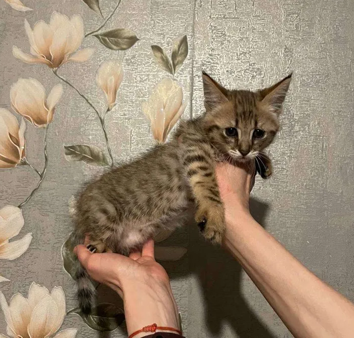 Фото: Авито