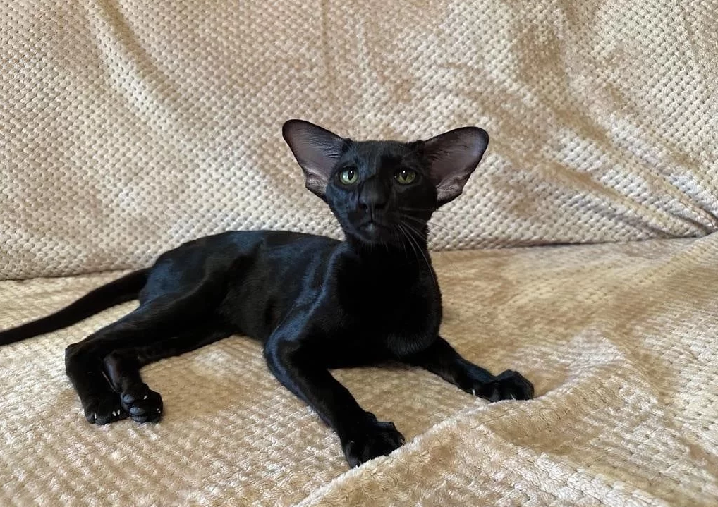 Фото: Авито