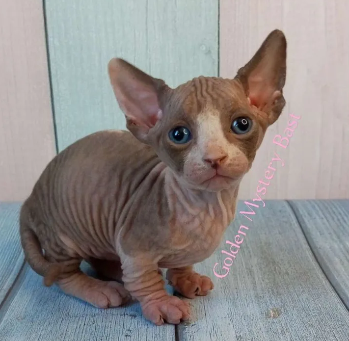 Фото: Авито