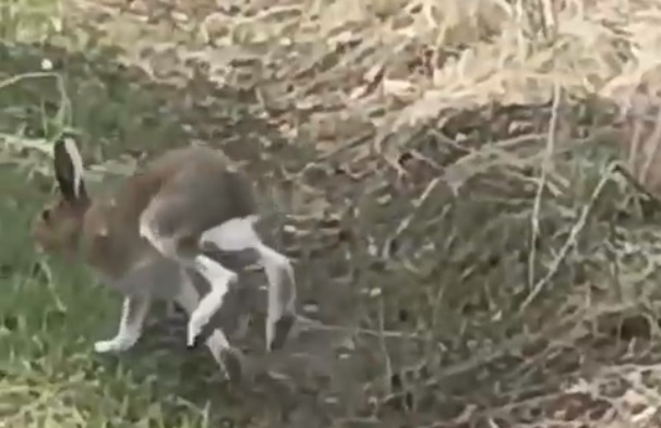 Скриншот с видео: Министерство природных ресурсов Пермского края