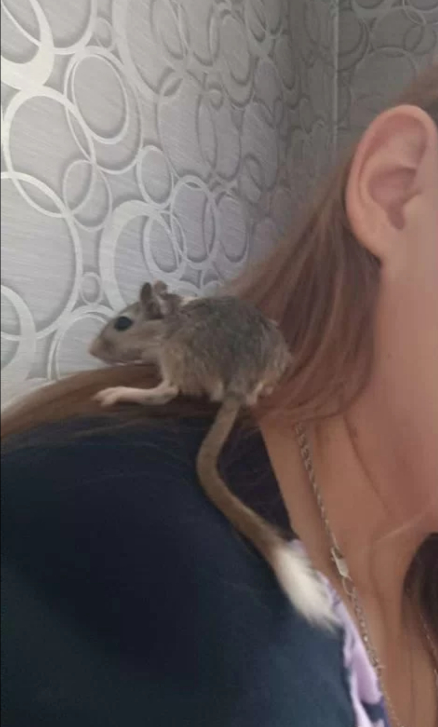 Фото: «Авито»