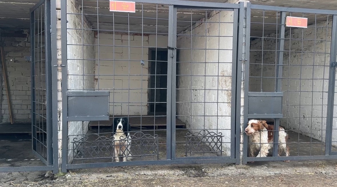 Среди них есть спаниели и немецкие овчарки 