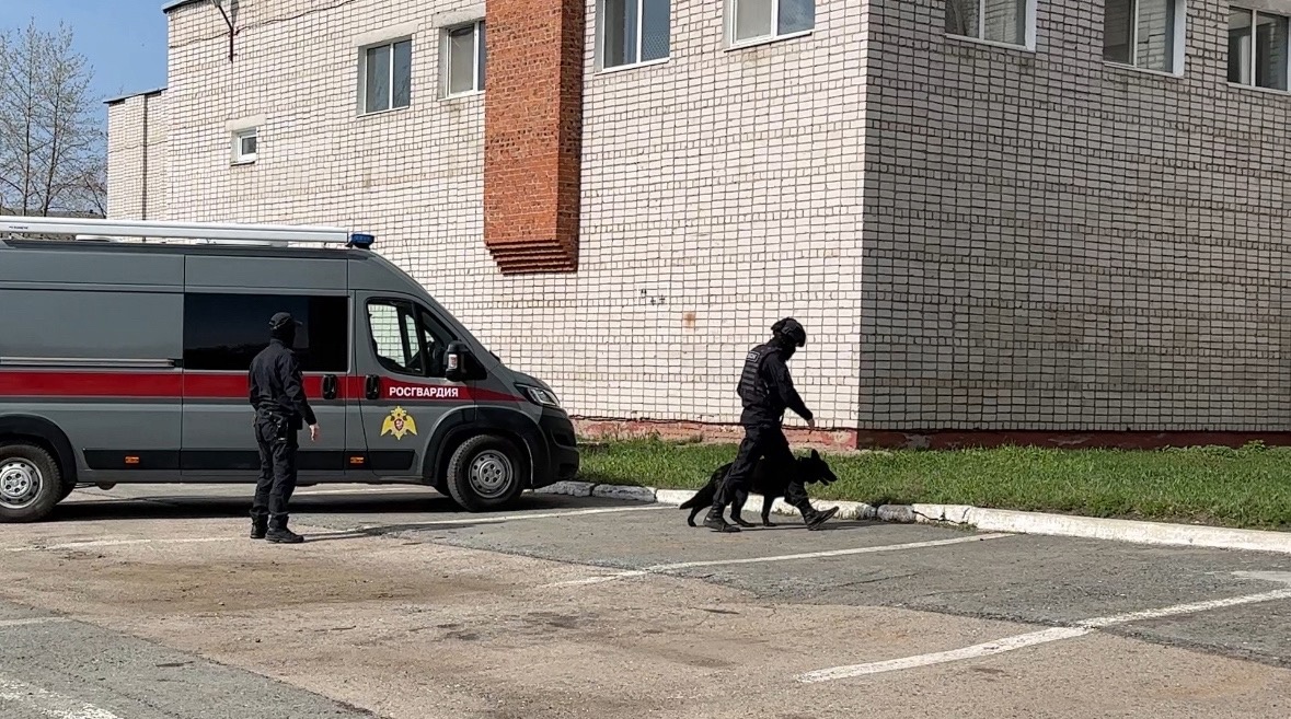 Собаки понимают, что они на работе, но иногда не прочь поиграть 