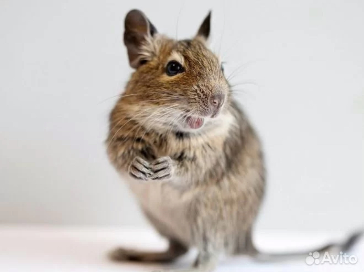 Фото: «Авито»