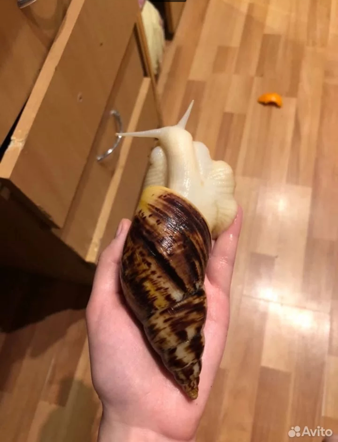 Фото: «Авито»