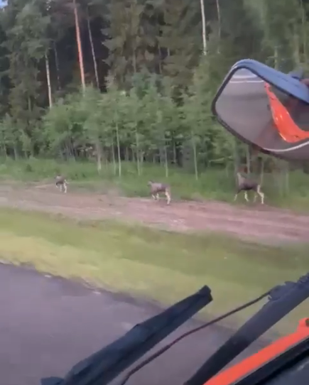 Фото: «ВКонтакте» / ЧП БЕРЕЗНИКИ!