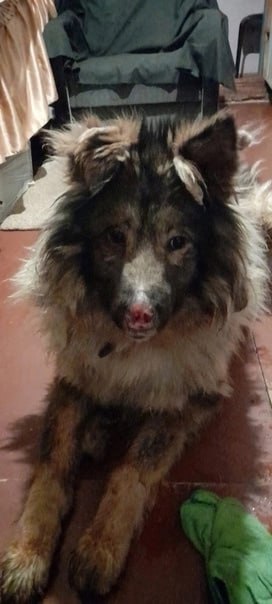 Фото: Telegram / @permjtop