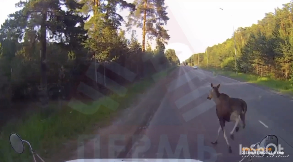 Фото: Telegram / @chpdtpperm