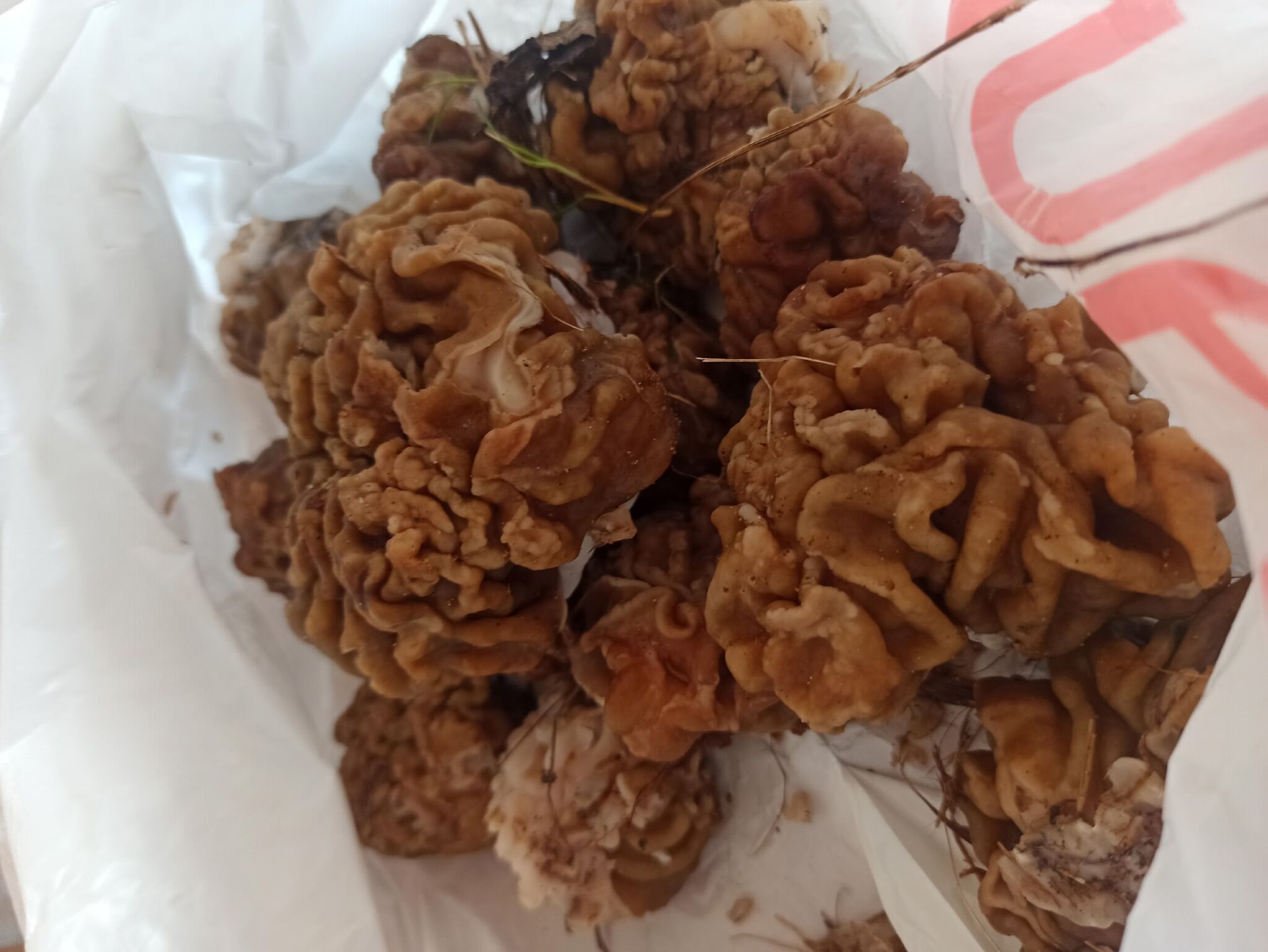 Грибы Пермского края / ВК