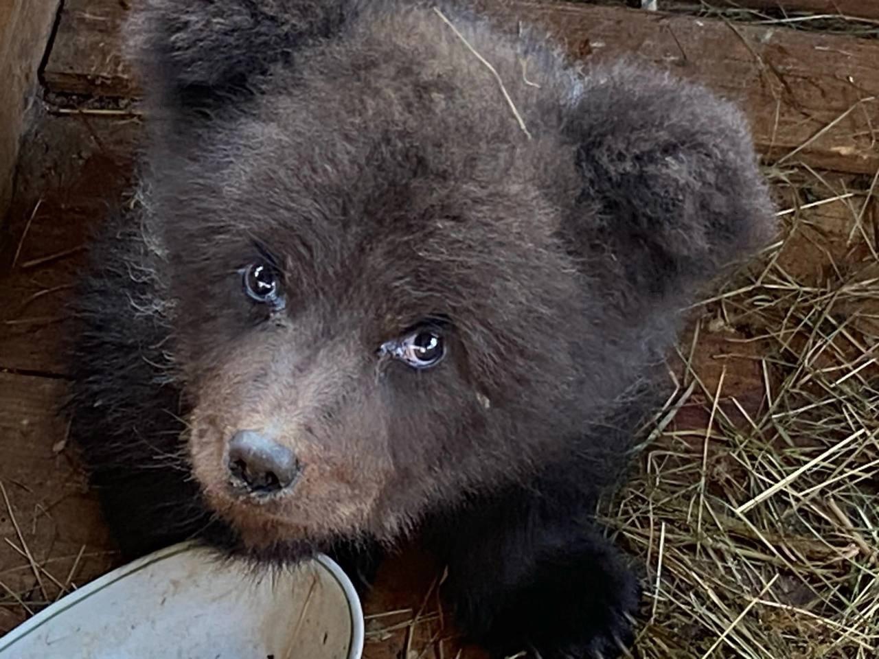 Фото охотника