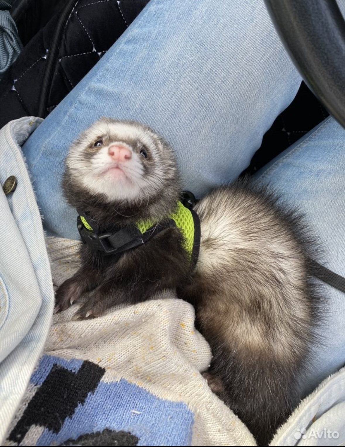 Фото: «Авито»