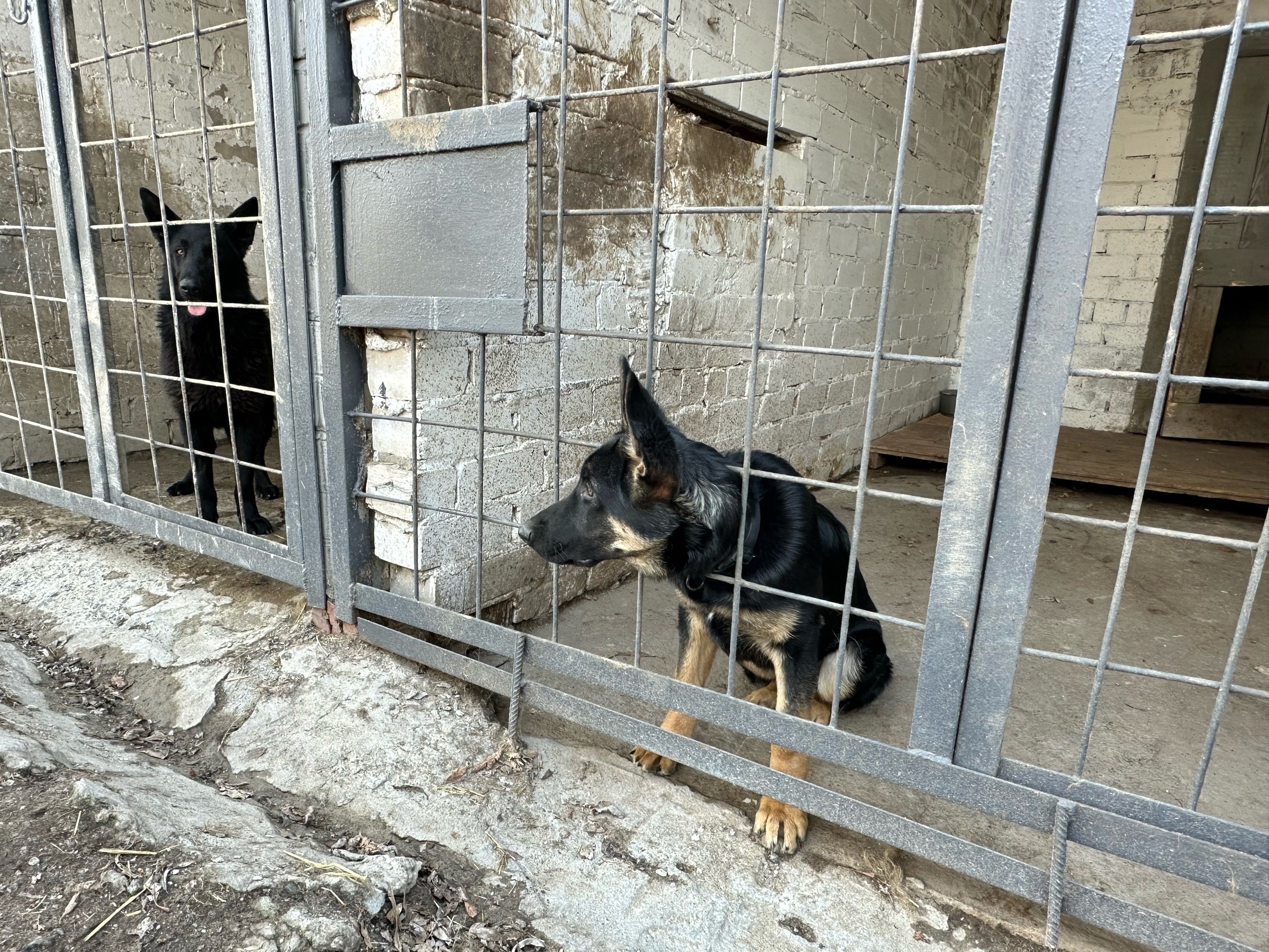 Они дружелюбны и хорошо поддаются дрессировке