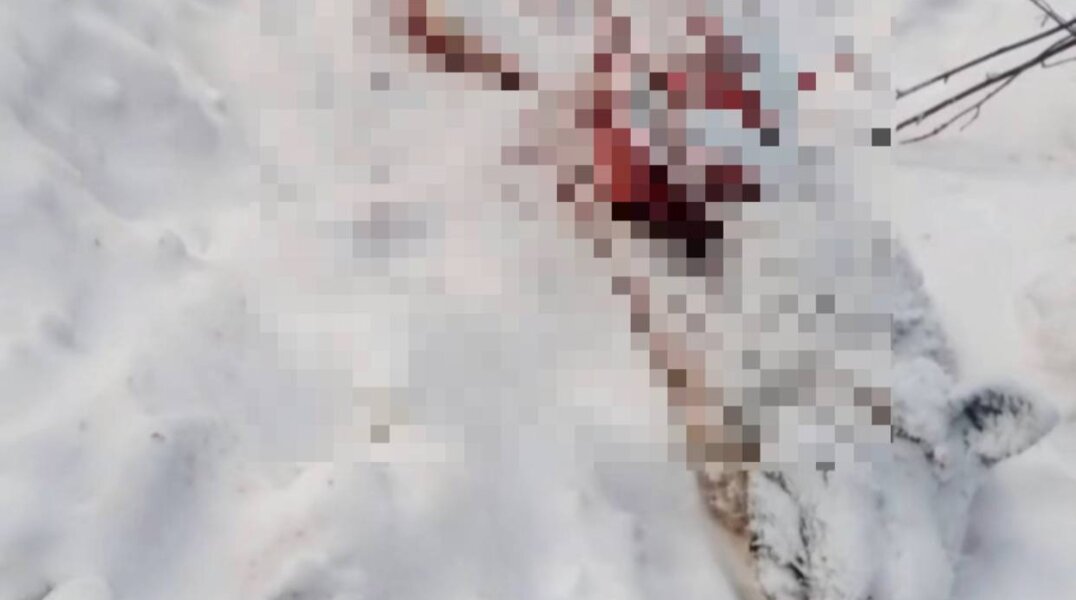 Под Березниками стая волков съела собаку