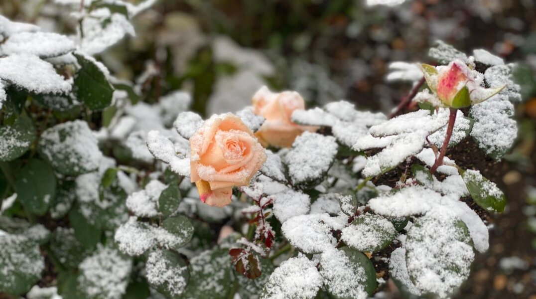На этой неделе в Прикамье ожидаются заморозки и мокрый снег