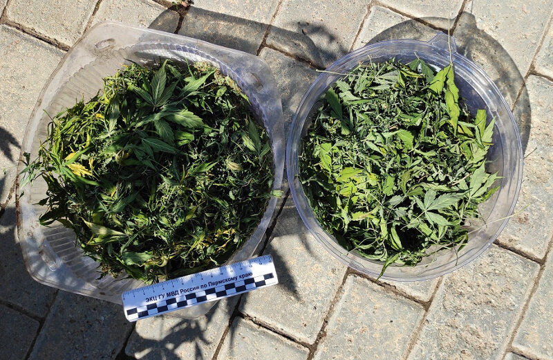 Пермяк долгое время употреблял наркотики и решил создать собственный наркосад