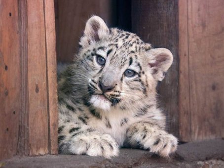 Пермский звериный