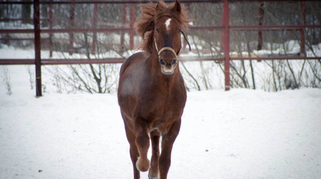 В Перми благоустроят площадку для соревнований по конному спорту