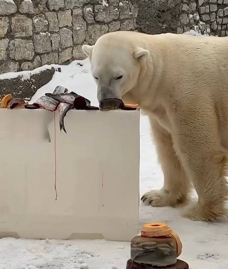 Мишке из Перми подарили новогодний подарок в Московском зоопарке