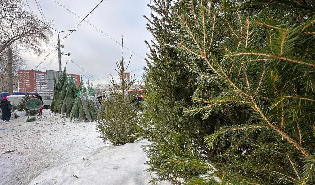 Пермские ели отправили в три зарубежных страны