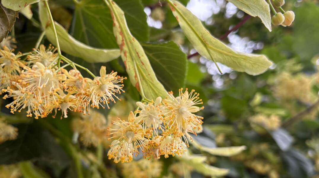 Сезон пыльцы в 2026 году начался на три недели раньше обычного