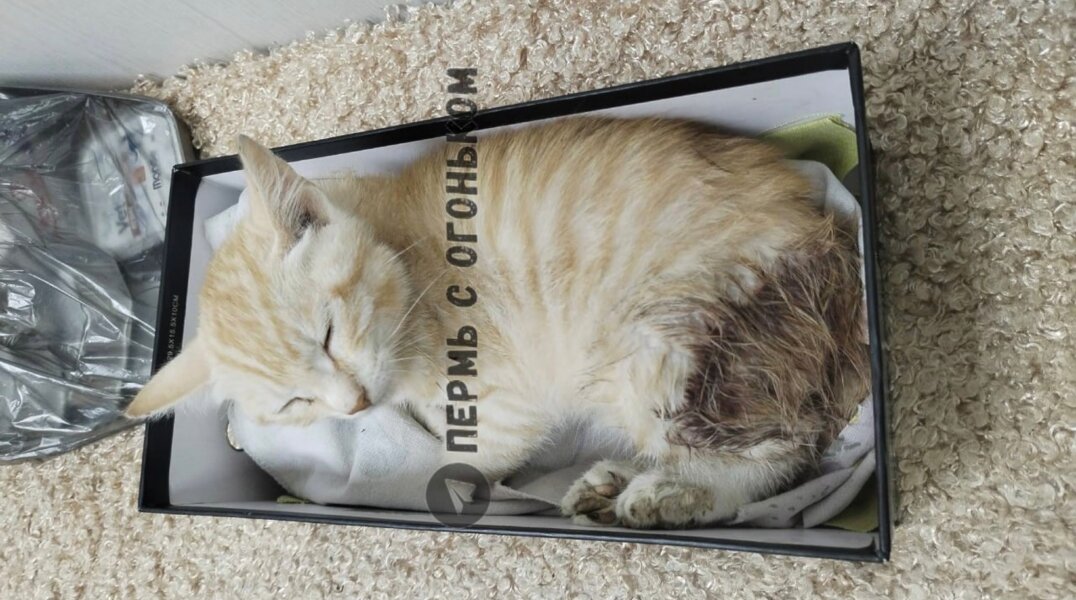 В Перми дети спасли котенка, которого хозяева выкинули из окна многоэтажки