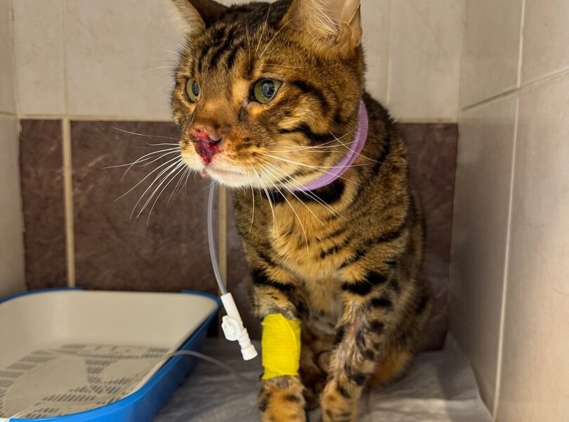 В Перми борются за жизнь бенгальского кота, оставшегося без хозяев