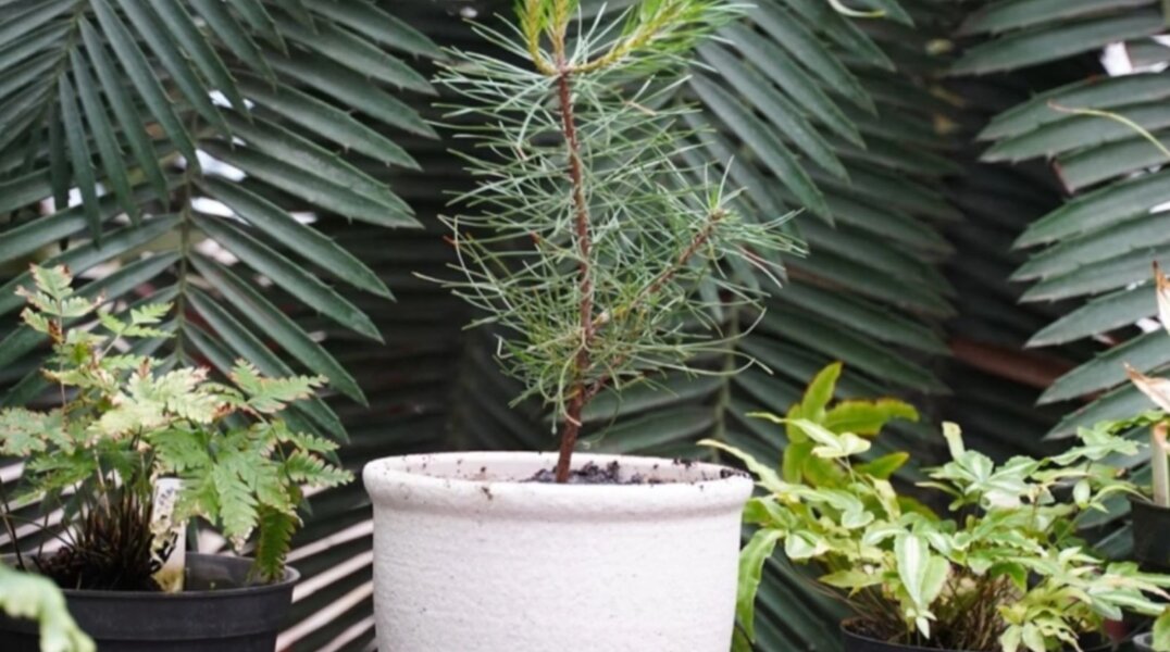 В Ботаническом саду ПГНИУ появилось краснокнижное дерево-долгожитель