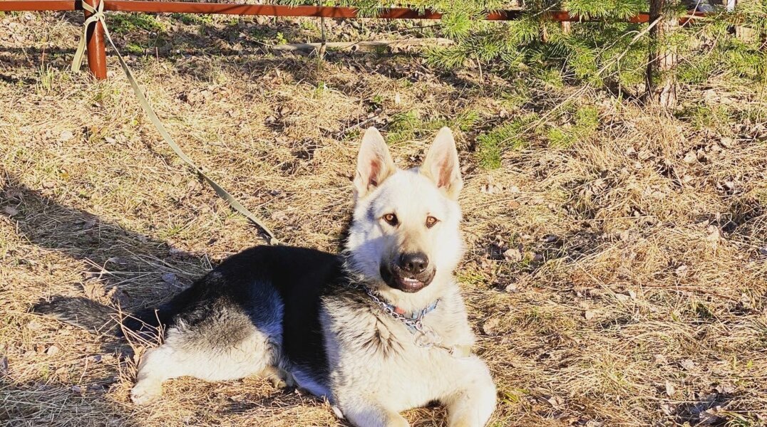 В Перми на месте бывшего свинокомплекса откроют приют для собак