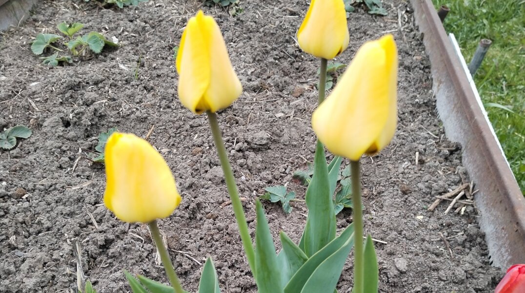 Пермяки в выходные смогут купить саженцы от 12 местных производителей