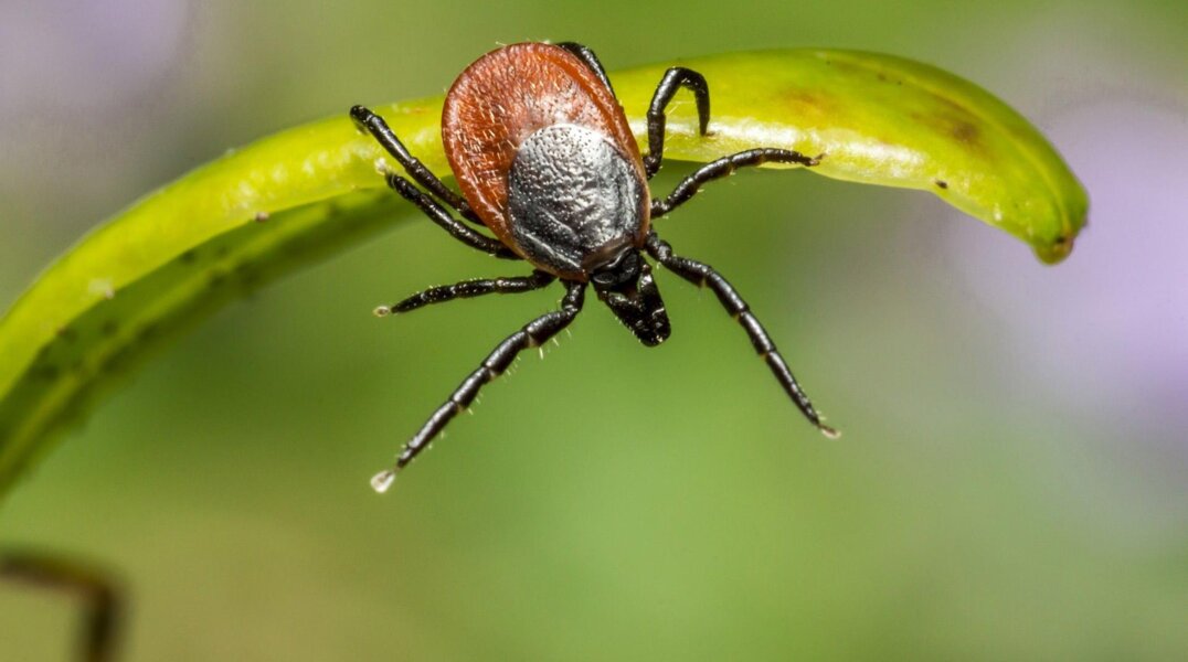 В Прикамье с начала сезона от укусов клещей пострадали более полторы тысячи детей