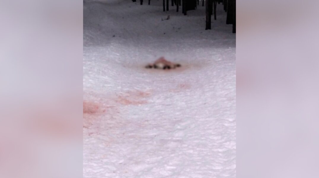 Стая волков одолевает поселок в Пермском крае