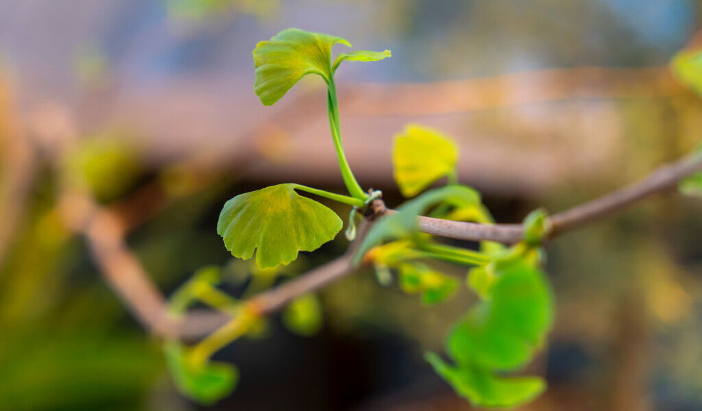 В Перми откроется Детский музейный центр с растениями пермского периода