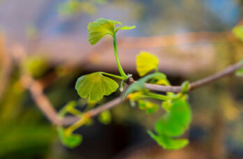 В Перми откроется Детский музейный центр с растениями пермского периода