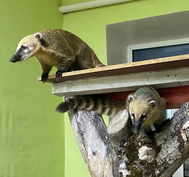 Носухи Марси и Ева из пермского зоопарка переехали в Александровск
